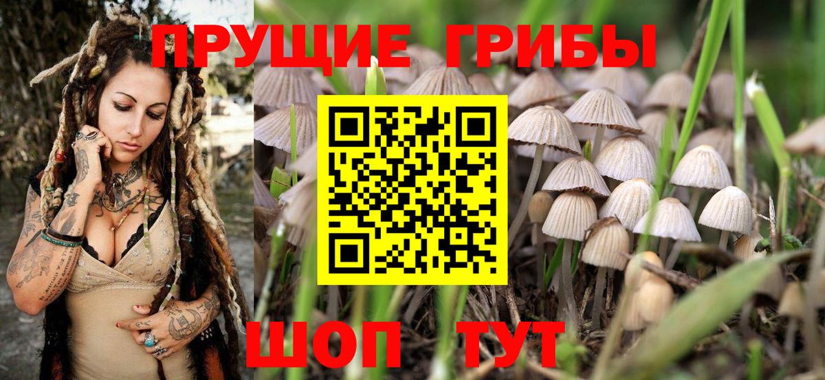 Галлюциногенные грибы Psilocybe  Вход с VPN  Галлюциногенные грибы MAGIC MUSHROOMS  Октябрьский 